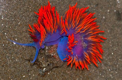 Sea slug, Beautiful sea creatures, Ocean creatures