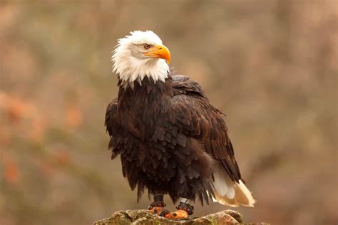 Facts About the Female Bald Eagle (With Pictures)