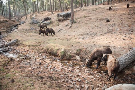 860+ Bhutan Wildlife Stock Photos, Pictures & Royalty-Free Images - iStock