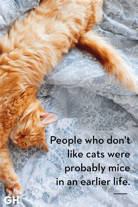 Funny Cat Pics With Quotes