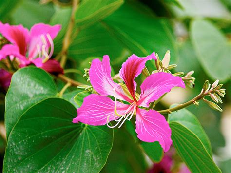 Six Facts About Hong Kong's Emblem – The Bauhinia Flower