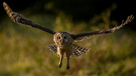 Can Owls Sit Criss Cross? 5 Best Facts to Consider – animalfoodplanet