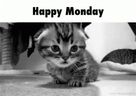 Monday Cats GIF - Monday Cats Cute - Discover & Share GIFs