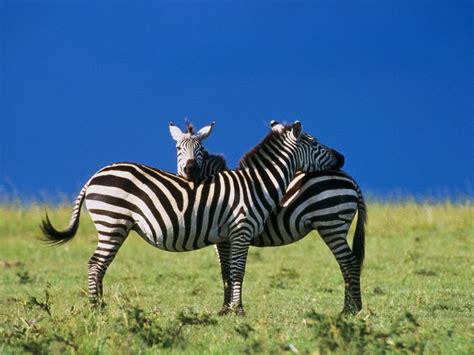 Cebras en la sabana africana | Cebra, Animales, Reino animal