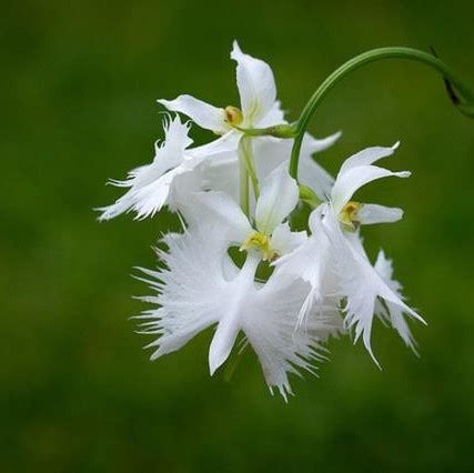 Egret Orchid Seeds, 100pcs/pack – UrbanGardenSeed