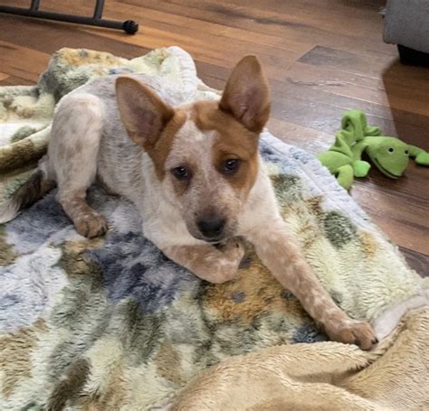 Australian Red Heeler Puppies For Sale | San Diego, CA #320380