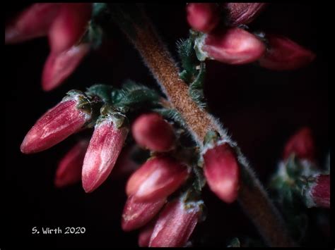 Calluna vulgaris on Behance