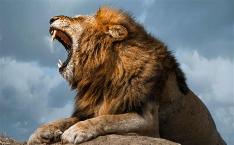 Lion Roar