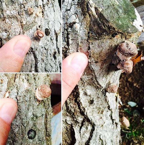 Proven Shiitake Mushroom Logs - currently fruiting – Tri Gable Lea Farm LLC