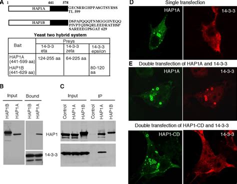 Interaction of HAP1 with 14-3-3. A, different C-terminal sequences of... | Download Scientific ...