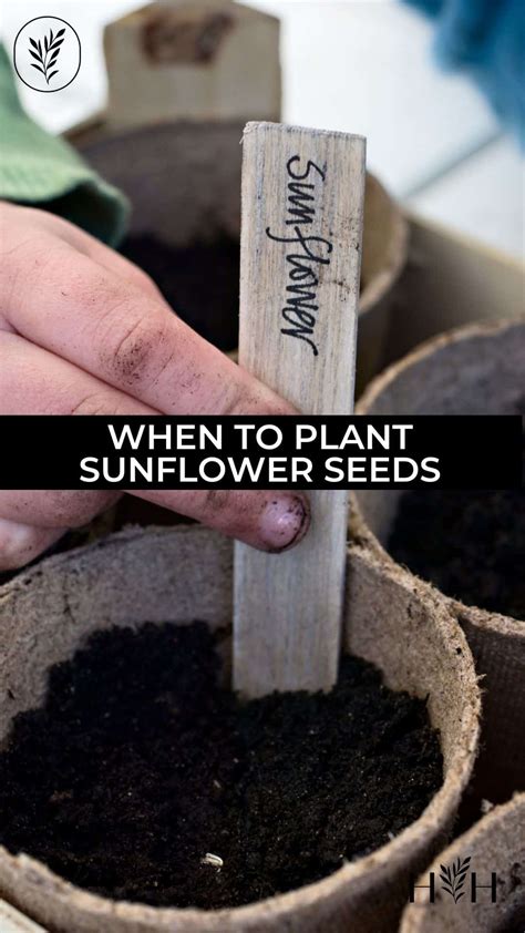 When to plant sunflower seeds for a blooming summer 🌞 🌻 Getting it right