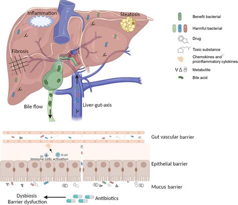 The pathological state of the gut-liver-immune axis and gut microbiota ...