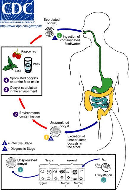 Cyclosporiasis - Image Library Page 6