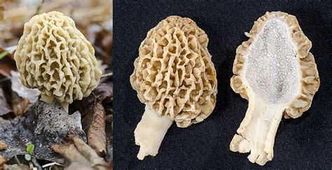 Morchella esculenta | The Michigan Nature Guy’s Blog