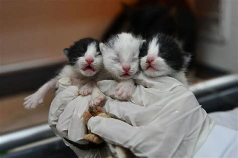 Cat rescued from quake gives birth via cesarean section