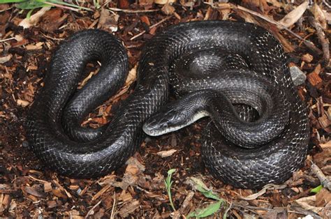 Black Rat Snake Facts and Pictures | Reptile Fact