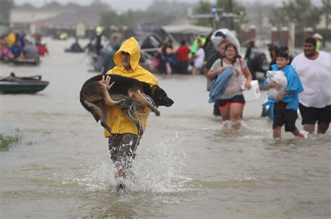 Prepare Your Animal Companions for Natural Disasters – Pamelyn