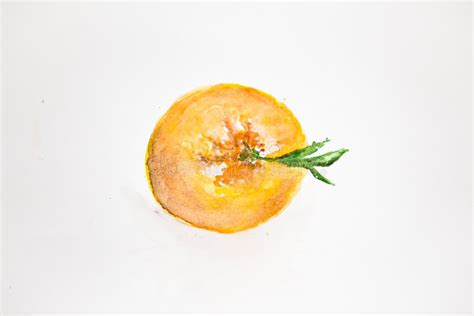 Watercolor Drawing of the Orange Isolated on White Background ...