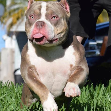 AVAILABLE STUDS | Pocket bully, Puppies for sale, Puppies