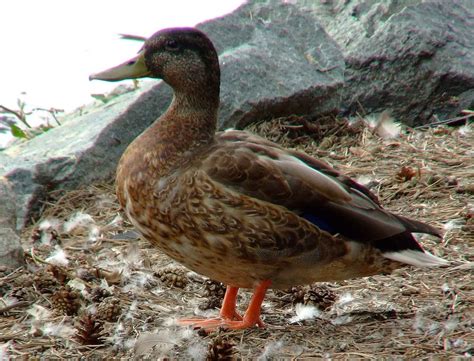 Mallard Duck