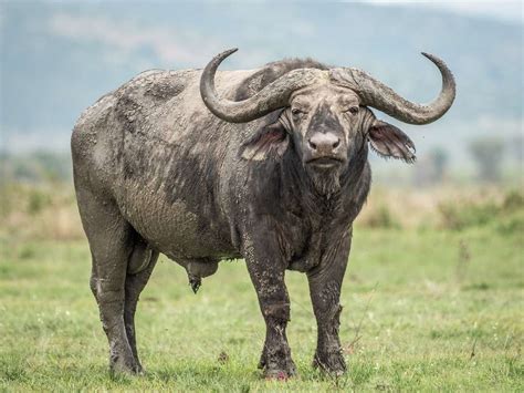 Where to see African Buffalo | Wilderness