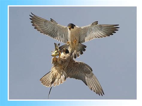 Spreebird wildlife: Shaheen SHAHEEN FALCON (Military state-bird of the Pakistan Air Force)