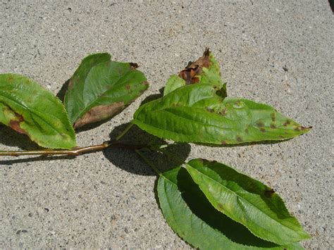 Apple Scab Causes Naked Crabapple Trees | News