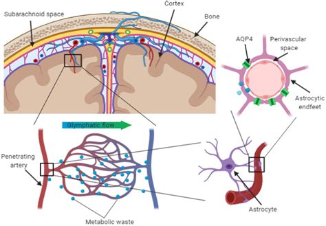 Frontiers | Perivascular Unit: This Must Be the Place. The Anatomical Crossroad Between the ...