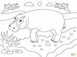 Girl Hippo Coloring Page sketch template