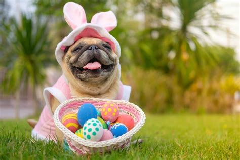 Easter Pet Fun