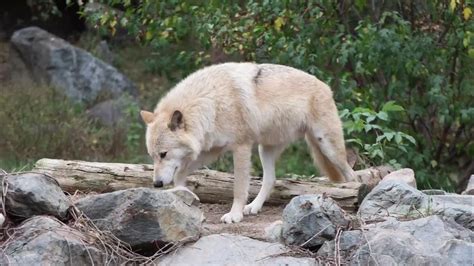 Visit the International Wolf Center - YouTube