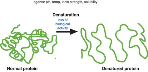 6.3: The Role of Proteins in Foods- Cooking and Denaturation - Medicine LibreTexts