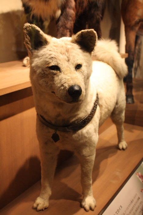 The mounted body of Hachiko, an Akita canine – on display in a museum in Japan | Akita dog, Dogs ...