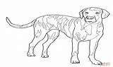 Coon Dog Coloring Pages At GetDrawings  Free Download sketch template