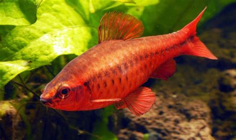 Puntius titteya -Ley titteya - Cherry barb (Puntius titteya) | FRESHWATER FISHES OF SRI LANKA