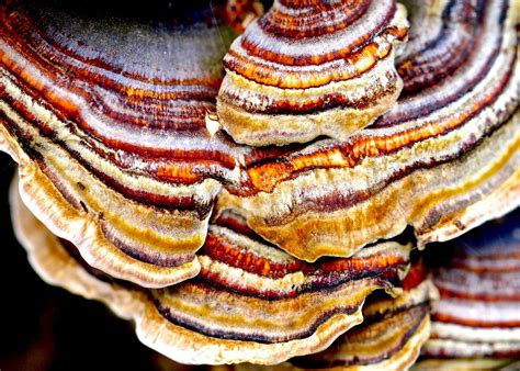 Reishi Mushroom - Uses, Side Effects, and More