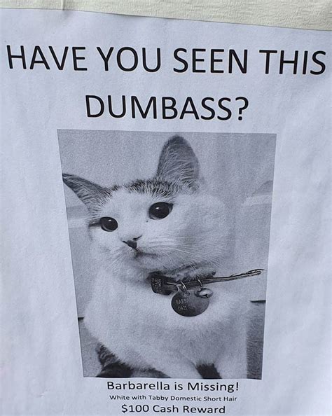 This missing cat poster in my neighborhood | Odd Stuff Magazine