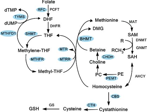 Folate Biosynthesis Pathway