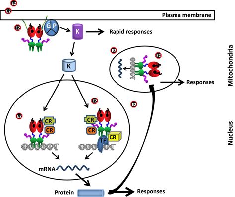 Molecular mechanism of estrogen–estrogen receptor signaling - Yaşar - 2017 - Reproductive ...