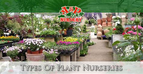 Types Of Plant Nurseries - A&P Nursery