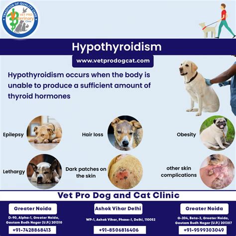 What are the symptoms of hypothyroidism in dogs?