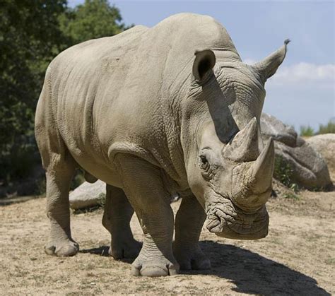 White rhinoceros – the largest rhino | DinoAnimals.com