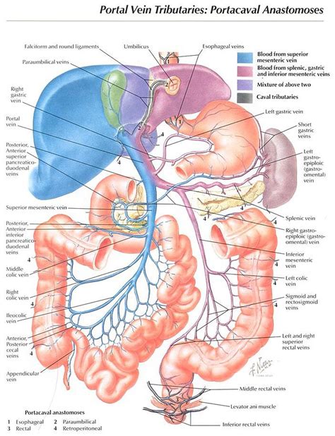 Belly Button Anatomy Diagram