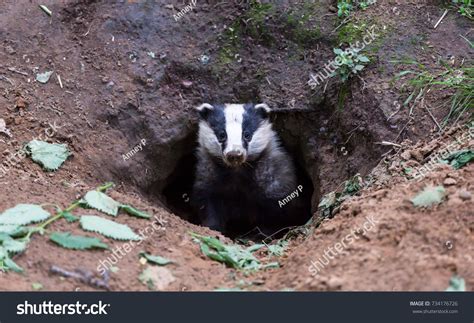 Badger Face: Over 1,505 Royalty-Free Licensable Stock Photos | Shutterstock