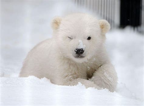 Baby Polar Bear, snow bear HD wallpaper | Pxfuel