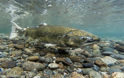 Closure in Oregon due to recent die-off of Chinook salmon | Westernbass.com