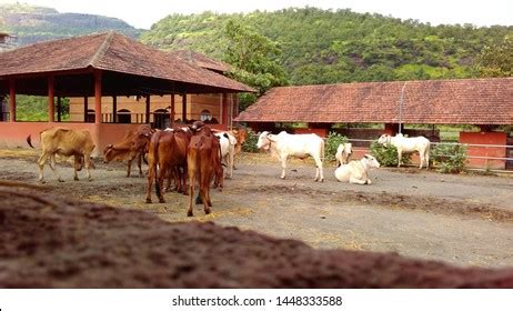 Place Wada Farm Community Foot Sahyadri Stock Photo 1448332730 | Shutterstock