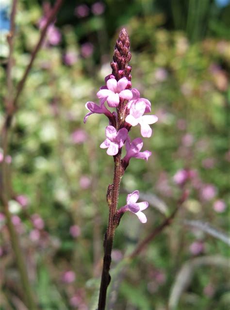 Verbena officinalis 'Bampton' | Well Established Verbena | Proctors Nursery