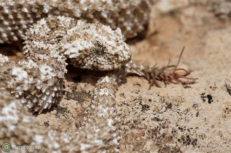 Spider-tailed horned viper | Weird animals, Viper, Animals