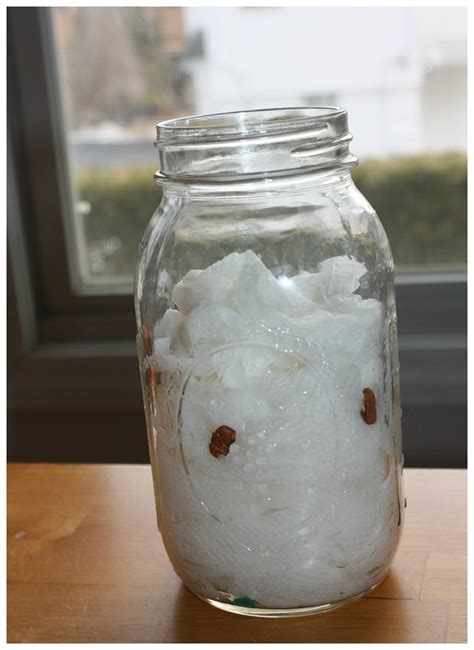 Seed Germination Experiment - Little Bins for Little Hands